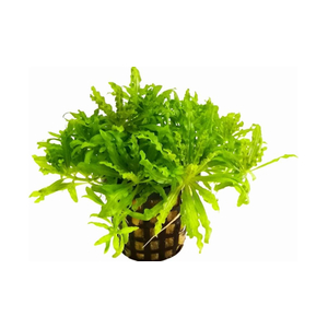 ПОГОСТЕМОН ХЕЛФЕРА - Pogostemon helferi