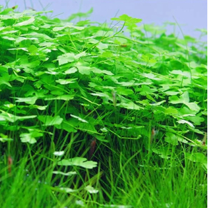 ГИДРОКОТИЛА ТРИПАРТИТА - Hydrocotyle TripartitaГИДРОКОТИЛА ТРИПАРТИТА - Hydrocotyle Tripartita