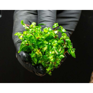 СТАУРОГИН ПОЛЗУЧИЙ - Staurogyne repens