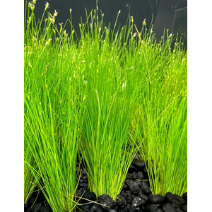 ЭЛЕОХАРИС ПАРВУЛА