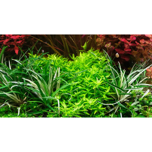 ЭРИОКАУЛОН ВЬЕТНАМ