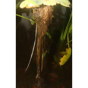 ПИСТИЯ 6-10см - Pistia stratiotes