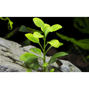 РАСТЕНИЕ на кочке ЛОБЕЛИЯ КАРДИНАЛЬСКАЯ