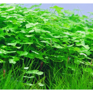 ГИДРОКОТИЛА ТРИПАРТИТА - Hydrocotyle Tripartita