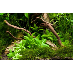 СТАУРОГИН ПОЛЗУЧИЙ - Staurogyne repens