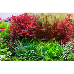 ЭРИОКАУЛОН ВЬЕТНАМ