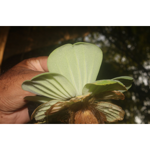 ПИСТИЯ 6-10см - Pistia stratiotes