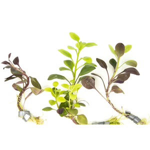 РАСТЕНИЕ на кочке ЛОБЕЛИЯ КАРДИНАЛЬСКАЯРАСТЕНИЕ на кочке ЛОБЕЛИЯ КАРДИНАЛЬСКАЯРАСТЕНИЕ на кочке ЛОБЕЛИЯ КАРДИНАЛЬСКАЯ