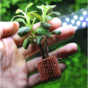 ЛОБЕЛИЯ КАРДИНАЛЬСКАЯ МАЛАЯ - Lobelia cardinalis Small Form