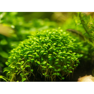 ГЛОССОСТИГМА НА КАМНЕ