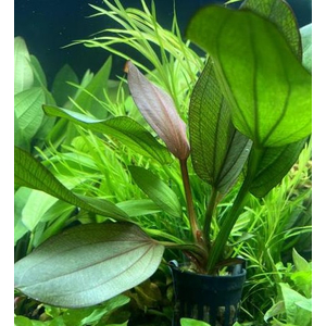 Эхинодорус Красный Феникс (Echinodorus 'Red Phoenix')