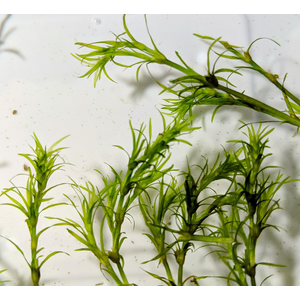 НАЯС - Najas guadelupensis