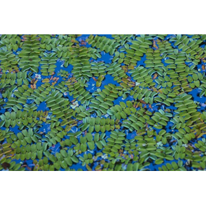 САЛЬВИНИЯ ПЛАВАЮЩАЯ - Salvinia natans