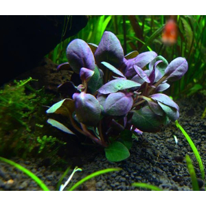 РАСТЕНИЕ на кочке ЛОБЕЛИЯ КАРДИНАЛЬСКАЯ