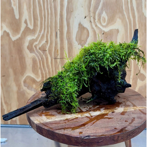 МОХ ЯВАНСКИЙ НА ЛАВЕ/КАМНЕ 10см