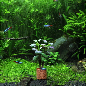 ЛОБЕЛИЯ КАРДИНАЛЬСКАЯ МАЛАЯ - Lobelia cardinalis Small Form