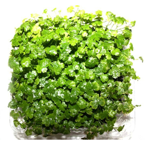 ГИДРОКОТИЛА ТРИПАРТИТА - Hydrocotyle Tripartita