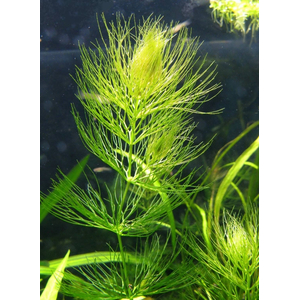 РОГОЛИСТНИК - Ceratophyllum