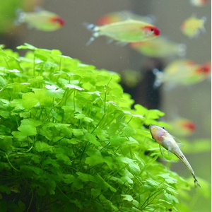 ГИДРОКОТИЛА ТРИПАРТИТА - Hydrocotyle Tripartita