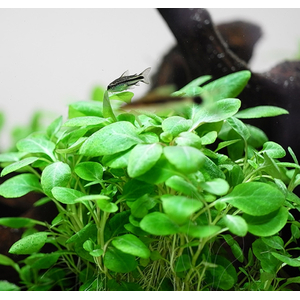 ЛОБЕЛИЯ КАРДИНАЛЬСКАЯ МАЛАЯ - Lobelia cardinalis Small Form