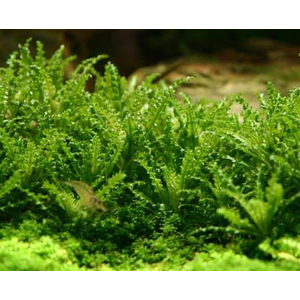 ПОГОСТЕМОН ХЕЛФЕРА - Pogostemon helferi