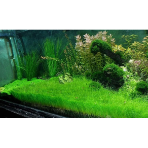 ЭЛЕОХАРИС ПАРВУЛА