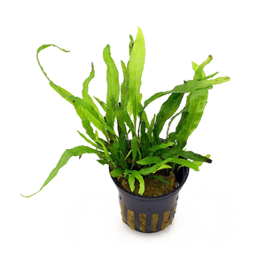 ПАПОРОТНИК УЗКОЛИСТНЫЙ - Microsorum pteropus 'Narrow'