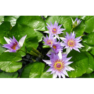 Нимфея прудовая «Колората» (Nymphaea colorata)