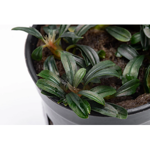 Буцефаландра Боян мини узколистная (Bucephalandra 'Boyan Mini Narrow')