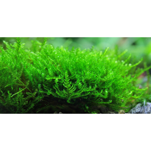 МОХ ТРЕУГОЛЬНЫЙ - Vesicularia sp. 'Triangle'