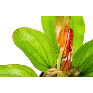 Растение на кочке ЭХИНОДОРУС ФЭНСИ ТВИСТ