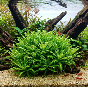 ПОГОСТЕМОН ХЕЛФЕРА - Pogostemon helferi