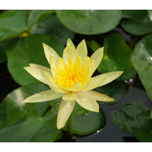 НИМФЕЯ ПРУДОВАЯ ШАРЛИН ( ЖЕЛТАЯ ) - Nymphaea charlene YELLOW