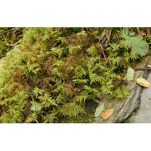 МОХ ЛИСТОСТЕБЕЛЬНЫЙ ДЛЯ ТЕРРАРИУМА - Hylocomium splendens