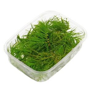 РОГОЛИСТНИК - Ceratophyllum