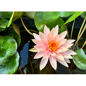 НИМФЕЯ ПРУДОВАЯ КОЛОРАДО ( ОРАНЖЕВАЯ ) - Nymphaea colorado