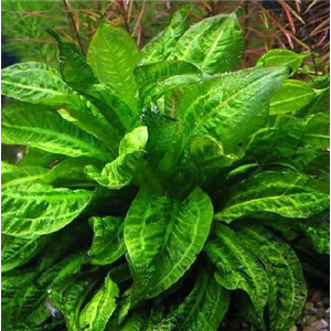 ​Эхинодорус мелкоцветковый «Тропика» (Echinodorus parviflorus «Tropica»)