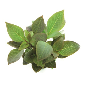 ЛИМОННИК КОМПАКТ - Hygrophila corymbosa compact