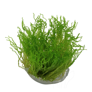 МОХ ОГОНЬ ФЛЕЙМ - Taxiphyllum sp