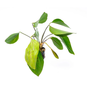 ЭХИНОДОРУС СЕРДЦЕЛИСТНЫЙ - Echinodorus cordifolius