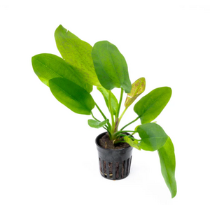 Растение на кочке ЭХИНОДОРУС ПИТОН