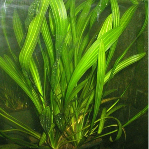 Эхинодорус африканус (Echinodorus africanus)