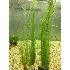 Элеохарис живородящий