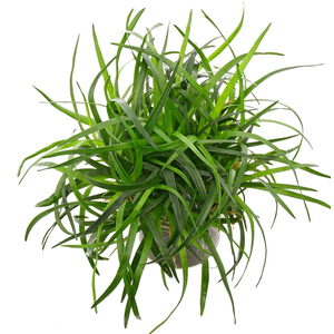 ЭРИОКАУЛОН ВЬЕТНАМ