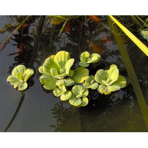 ПИСТИЯ 6-10см - Pistia stratiotes