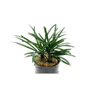 ОФИОПОГОН ПУСИЛЛУС - Ophiopogon pusillus