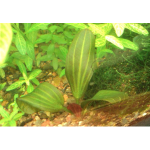 Эхинодорус «Красная жемчужина» (Echinodorus 'Hadi Red Pearl' / 'Red Pearl')