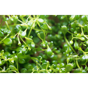 ГЛОССОСТИГМА НА КОРЯГЕ 10-15см