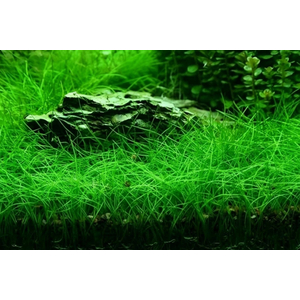 ЭЛЕОХАРИС ПАРВУЛА