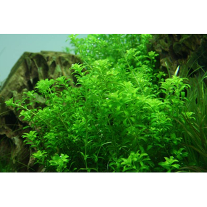 МИКРАНТЕМУМ МЕЛКОЛИСТНЫЙ - Micranthemum micranthemoides